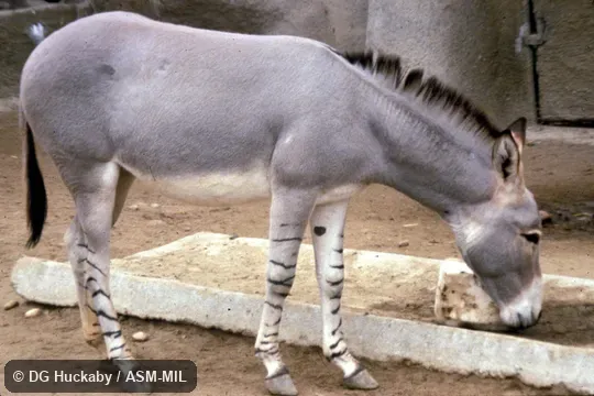 Side view, Equus africanus somalicus (= somaliensis), Somali Wild Ass. Also as Equus asinus somalicus. Side view, Equus africanus somalicus (= somaliensis), Somali Wild Ass. Also as Equus asinus somalicus.