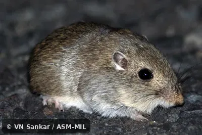 Perognathus parvus columbianus. Formerly Great Basin Pocket Mouse. Perognathus parvus columbianus. Formerly Great Basin Pocket Mouse.