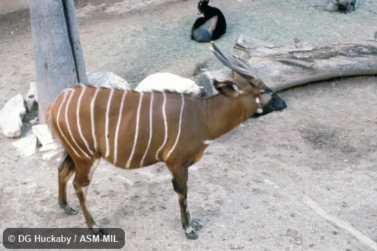 Side view of subadult. Tragelaphus eurycerus isaaci. Also as Eastern Bongo|Mountain Bongo. Side view of subadult. Tragelaphus eurycerus isaaci. Also as Eastern Bongo|Mountain Bongo.