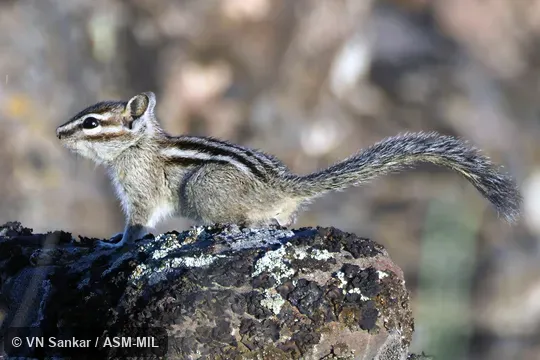 Formerly Tamias minimus grisescens, Least Chipmunk. Formerly Tamias minimus grisescens, Least Chipmunk.