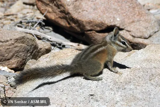 Neotamias obscurus davisi. Formerly Tamias obscurus davisi. Identified by call. Neotamias obscurus davisi. Formerly Tamias obscurus davisi. Identified by call.