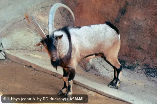 Oblique view of adult male; probably feral domestic goat. Oblique view of adult male; probably feral domestic goat.