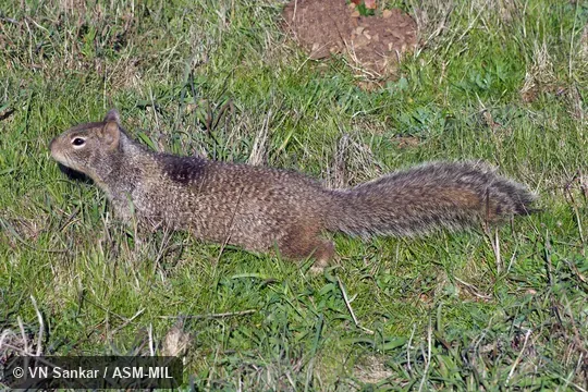 Formerly Otospermophilus beecheyi douglasii, California Ground Squirrel. Formerly Otospermophilus beecheyi douglasii, California Ground Squirrel.