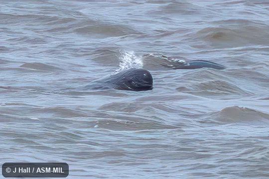 Formerly Neophocaena phocaenoides asiaeorientalis, Finless Porpoise. Formerly Neophocaena phocaenoides asiaeorientalis, Finless Porpoise.