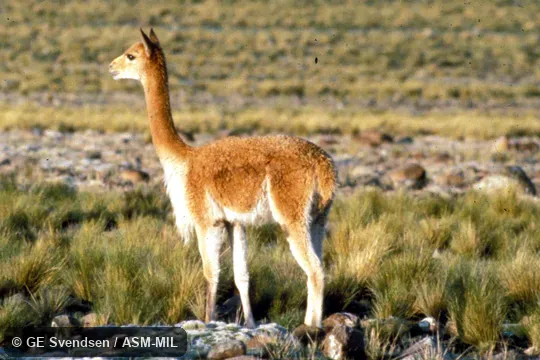 Formerly Vicugna vicugna or Lama mensalis, Peruvian Vicuña. Formerly Vicugna vicugna or Lama mensalis, Peruvian Vicuña.