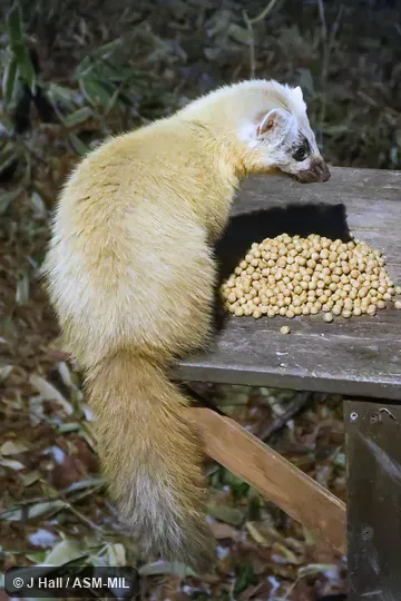 Martes melampus melampus. Martes melampus melampus.