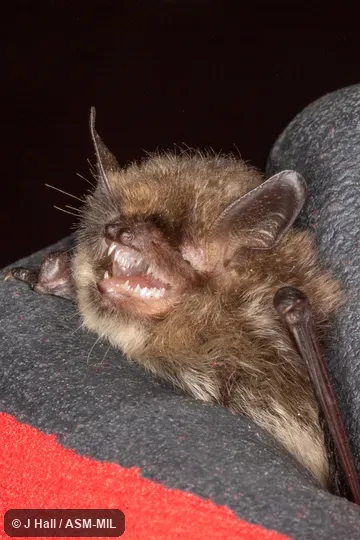 Myotis alcathoe alcathoe. Also as Alcathoe Bat · Alcathoe Myotis · Alcathoe Whiskered Bat. Myotis alcathoe alcathoe. Also as Alcathoe Bat · Alcathoe Myotis · Alcathoe Whiskered Bat.