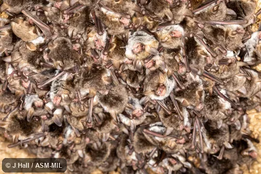 Formerly part of Myotis nattereri nattereri, Natterer's Myotis. Also as Iberian Natterer's Bat · Iberian Natterer's Myotis. Formerly part of Myotis nattereri nattereri, Natterer's Myotis. Also as Iberian Natterer's Bat · Iberian Natterer's Myotis.