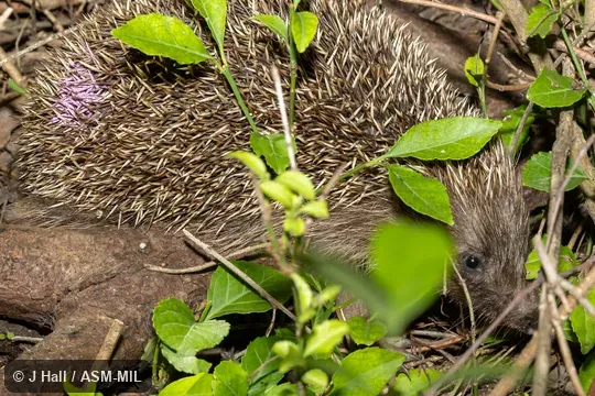 Also as Chinese Hedgehog · Manchurian Hedgehog. Formerly Erinaceomorpha. Also as Chinese Hedgehog · Manchurian Hedgehog. Formerly Erinaceomorpha.
