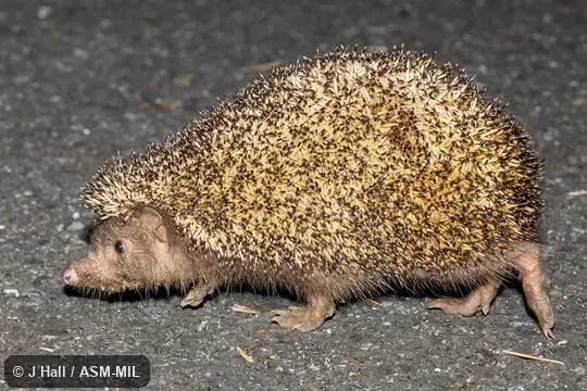 Formerly Erinaceomorpha. Formerly Erinaceomorpha.