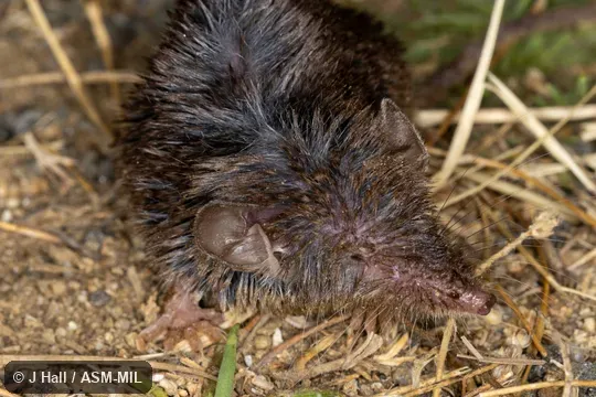 Formerly part of Crocidura suaveolens, Lesser White-toothed Shrew and as Crocidura gueldenstaedtii iculisma, Güldenstädt's White-toothed Shrew. Also as Southwest European White-toothed Shrew. Formerly Soricomorpha. Formerly part of Crocidura suaveolens, Lesser White-toothed Shrew and as Crocidura gueldenstaedtii iculisma, Güldenstädt's White-toothed Shrew. Also as Southwest European White-toothed Shrew. Formerly Soricomorpha.