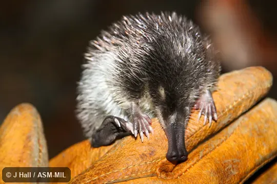 Also as Iberian Desman. Formerly Soricomorpha. Also as Iberian Desman. Formerly Soricomorpha.