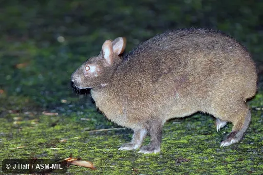 Also as Ryukyu Rabbit. Also as Ryukyu Rabbit.