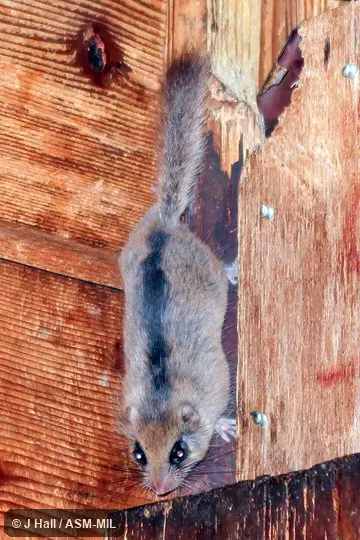 Also as Mountain Rat · Yamane. Also as Mountain Rat · Yamane.