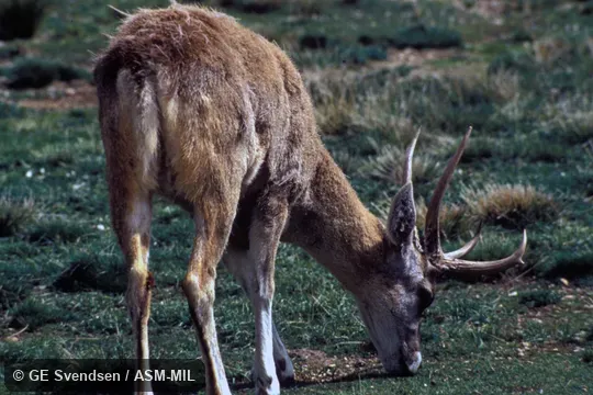 Oblique view, adult male grazing. Also as North Andean Huemul|Peruvian Heumul|Taruca. Oblique view, adult male grazing. Also as North Andean Huemul|Peruvian Heumul|Taruca.