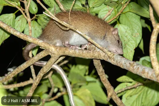 Also as Ryukyu Long-tailed Giant Rat · Ryukyu Rat. Also as Ryukyu Long-tailed Giant Rat · Ryukyu Rat.