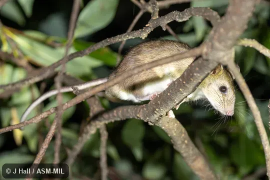 Formerly part of Niviventer tenaster, Indochinese Mountain White-bellied Rat. Also as Hainan Niviventer. Formerly part of Niviventer tenaster, Indochinese Mountain White-bellied Rat. Also as Hainan Niviventer.