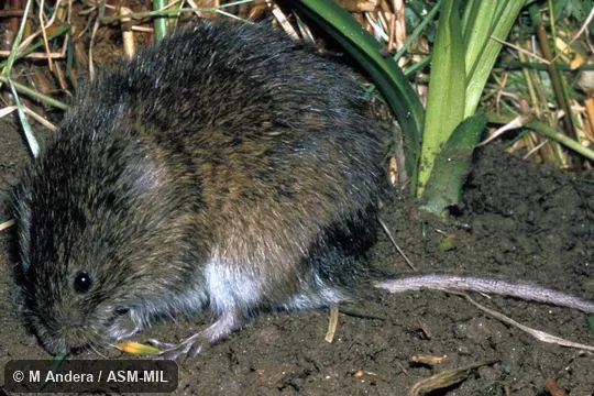 Oblique view. Formerly Microtus oeconomus. Also as Tundra Vole. Oblique view. Formerly Microtus oeconomus. Also as Tundra Vole.