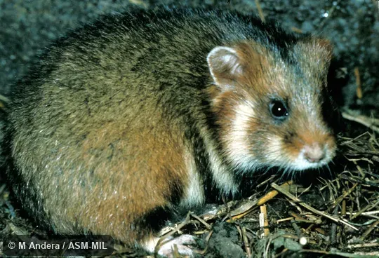 Side view. Also as Black-bellied Hamster|European Hamster|German Marmot|Great Hamster. Side view. Also as Black-bellied Hamster|European Hamster|German Marmot|Great Hamster.