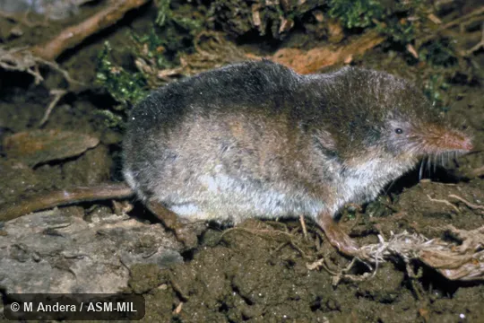 Side view. Formerly Soricomorpha. Also as Eurasian Shrew|European Shrew. Side view. Formerly Soricomorpha. Also as Eurasian Shrew|European Shrew.