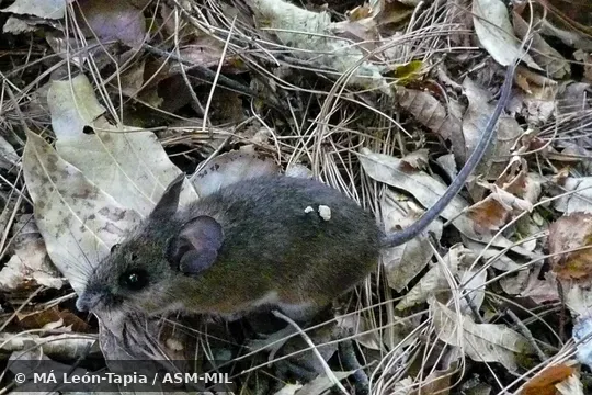 CNMA-UNAM 46332 CNMA-UNAM 46332