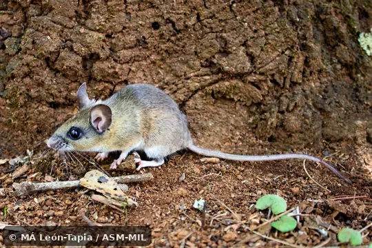 CNMA-UNAM 50311. Peromyscus levipes levipes. Also as Nimble-footed Mouse. CNMA-UNAM 50311. Peromyscus levipes levipes. Also as Nimble-footed Mouse.