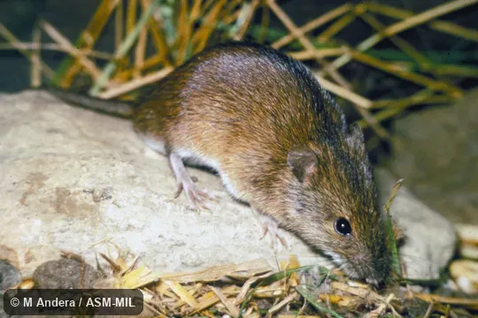 Oblique view Oblique view