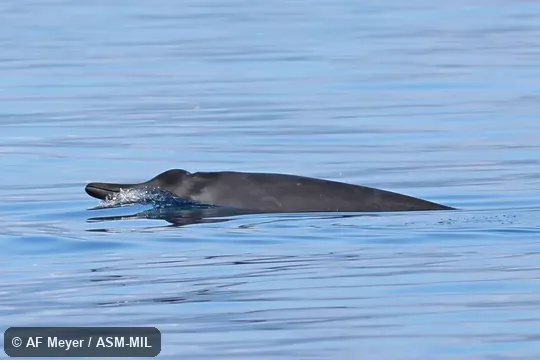 Formerly in order Cetacea. Also as North Atlantic Beaked Whale · North Sea Beaked Whale. Formerly in order Cetacea. Also as North Atlantic Beaked Whale · North Sea Beaked Whale.