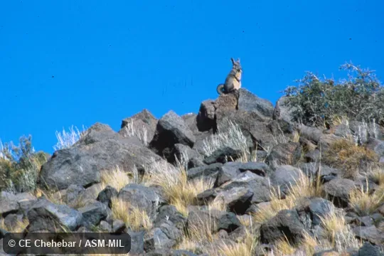 Sitting upright on boulder. Also as Mountain Viscacha|Northern Mountain Viscacha|Southern Viscacha|Southern Mountain Viscacha. Sitting upright on boulder. Also as Mountain Viscacha|Northern Mountain Viscacha|Southern Viscacha|Southern Mountain Viscacha.