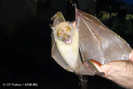 Also as Northern Tube-nosed Bat · Pallas's Tube-nosed Bat · Torresian Tube-nosed Bat. Also as Northern Tube-nosed Bat · Pallas's Tube-nosed Bat · Torresian Tube-nosed Bat.