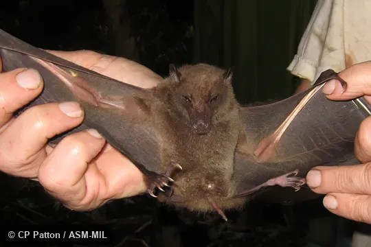 Formerly Rousettus (Rousettus) celebensis. Also as Sulawesian Rousette. Formerly Rousettus (Rousettus) celebensis. Also as Sulawesian Rousette.