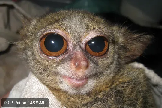 Also as Mimito. Also as Mimito.