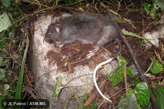 Formerly Paruromys dominator. Also as Sulawesi Giant Rat. Formerly Paruromys dominator. Also as Sulawesi Giant Rat.