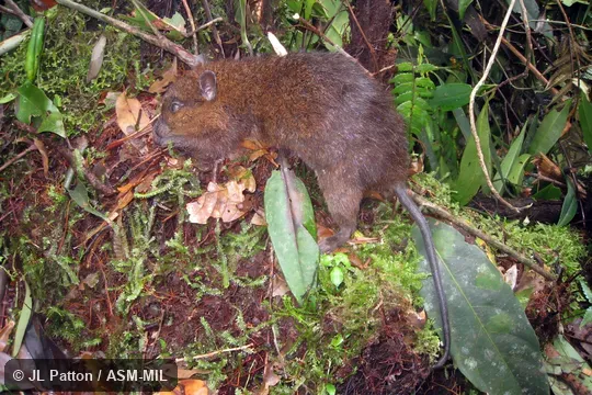 Also as Reddish-furred Taeromys. Also as Reddish-furred Taeromys.