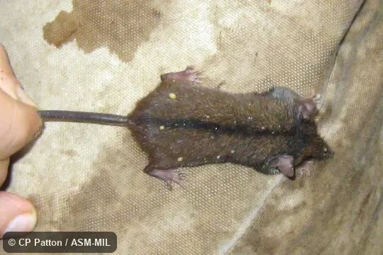 Also as Striped Shrew Tenrec. Also as Striped Shrew Tenrec.