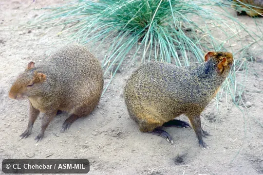 Pair, sitting Pair, sitting