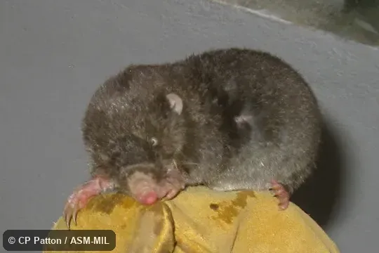 Also as Fossorial Tenrec · Hova Mole Tenrec · Hova Rice Tenrec. Also as Fossorial Tenrec · Hova Mole Tenrec · Hova Rice Tenrec.