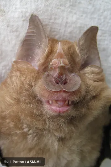 Rhinolophus blasii empusa. Also as Peak-saddle Horseshoe Bat. Rhinolophus blasii empusa. Also as Peak-saddle Horseshoe Bat.