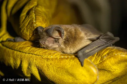 Formerly Molossus currentium currentium. Also as Thomas's Free-tailed Bat · Corrientes Mastiff Bat. Formerly Molossus currentium currentium. Also as Thomas's Free-tailed Bat · Corrientes Mastiff Bat.