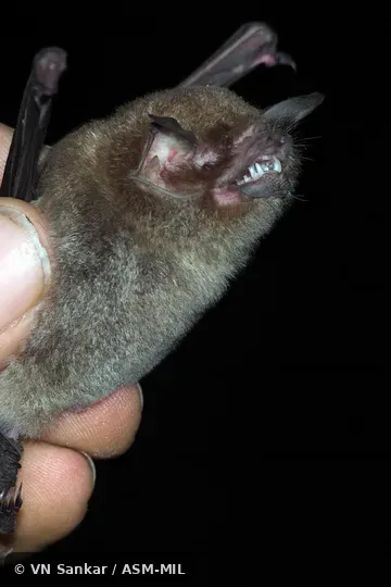 Formerly Pteronotus parnellii mexicanus, Common Mustached Bat. Also as Mexican Mustached Bat. Formerly Pteronotus parnellii mexicanus, Common Mustached Bat. Also as Mexican Mustached Bat.