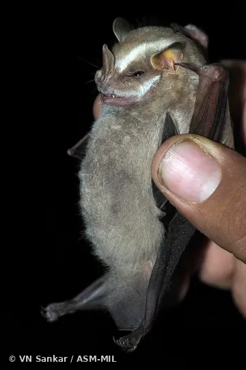 Formerly Chiroderma salvini scopaeum, Salvin's Big-eyed Bat. Also as Dwarf Big-eyed Bat. Formerly Chiroderma salvini scopaeum, Salvin's Big-eyed Bat. Also as Dwarf Big-eyed Bat.