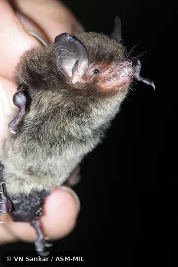 Formerly Myotis nigricans carteri, Black Myotis. Formerly Myotis nigricans carteri, Black Myotis.