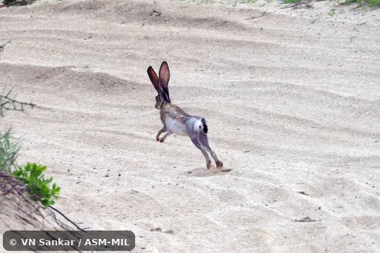 Formerly Lepus californicus altamirae, Black-tailed Jackrabbit. Also as Alta Mira Jackrabbit. Formerly Lepus californicus altamirae, Black-tailed Jackrabbit. Also as Alta Mira Jackrabbit.