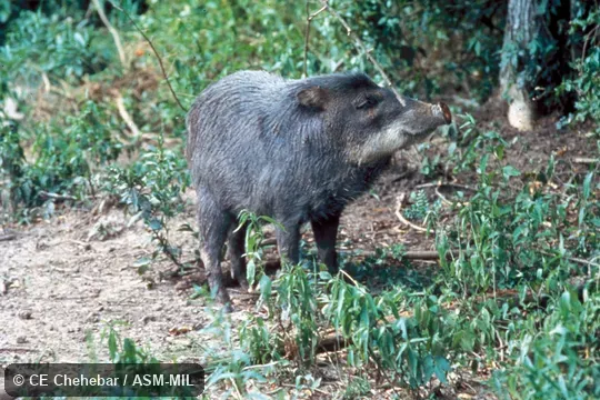 Oblique view Oblique view