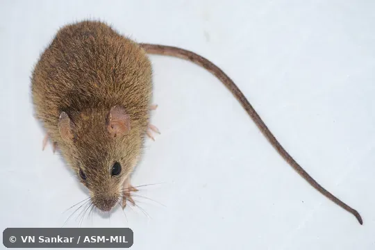 Formerly Oryzomys melanotus, Handleomys melanotus. Also as Black-eared Oryzomys. Formerly Oryzomys melanotus, Handleomys melanotus. Also as Black-eared Oryzomys.