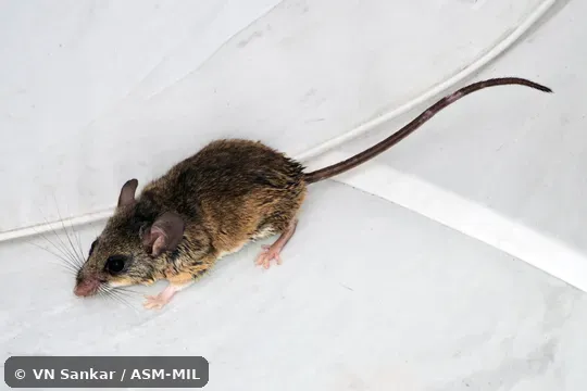 Formerly Peromyscus pectoralis collinus, Southern White-ankled Deermouse. Also as White-ankled Deermouse · Encinal Mouse. Formerly Peromyscus pectoralis collinus, Southern White-ankled Deermouse. Also as White-ankled Deermouse · Encinal Mouse.