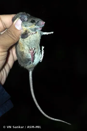 Peromyscus ochraventer image