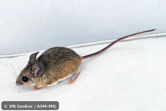 Also as Encinal Mouse. Also as Encinal Mouse.