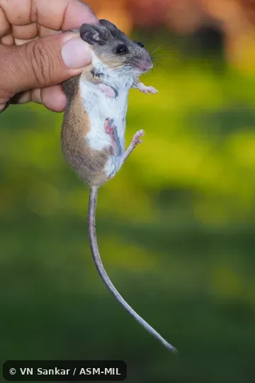 Formerly part of Peromyscus boylii, Brush Deermouse · Brush Mouse or Peromyscus levipes, Nimble-footed Deermouse. Also as Schmidly's Deermouse. Formerly part of Peromyscus boylii, Brush Deermouse · Brush Mouse or Peromyscus levipes, Nimble-footed Deermouse. Also as Schmidly's Deermouse.