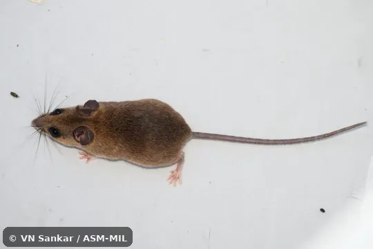 Also as Gleaning Mouse. Also as Gleaning Mouse.
